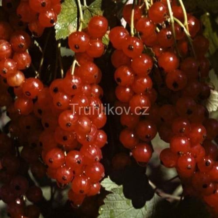 Rostliny - Rybíz červený 'Rovada' květináč 5 litrů