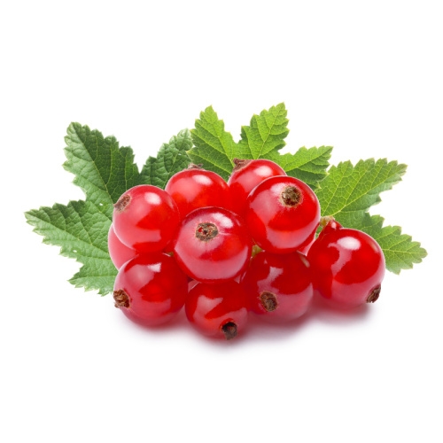 Rybízy - Rybíz červený 'Rozzeta' květináč 3 litry, kmínek 60cm, červený