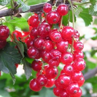 Rostliny - Rybíz červený 'Rubigo' květináč 5 litrů, kmínek 60cm, červený