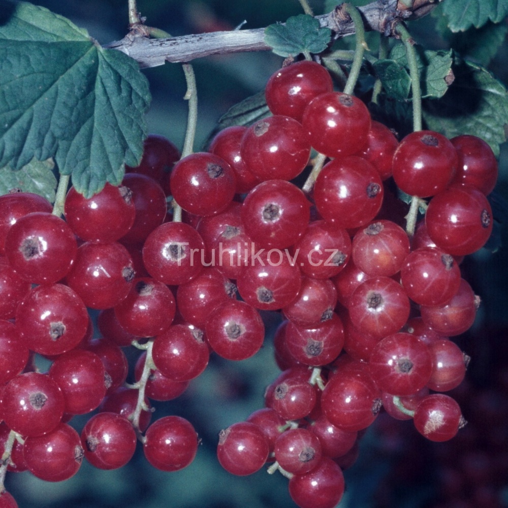 Rostliny - Rybíz červený 'Stanca' prostokořenné, kmínek 60/80cm, červený