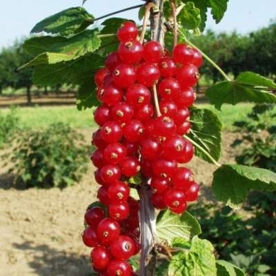 Rybízy - Rybíz červený 'Tatran' květináč 3 litry, kmínek 60cm, červený