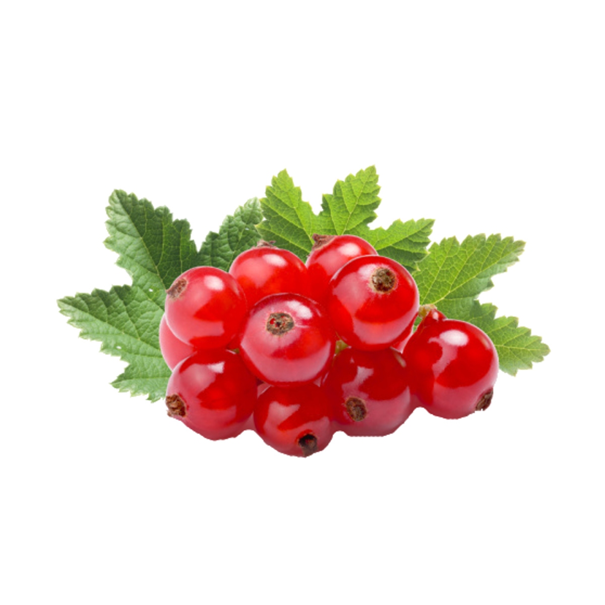 Rybízy - Rybíz červený Vitan kmínek 60cm, květiná 3 litry