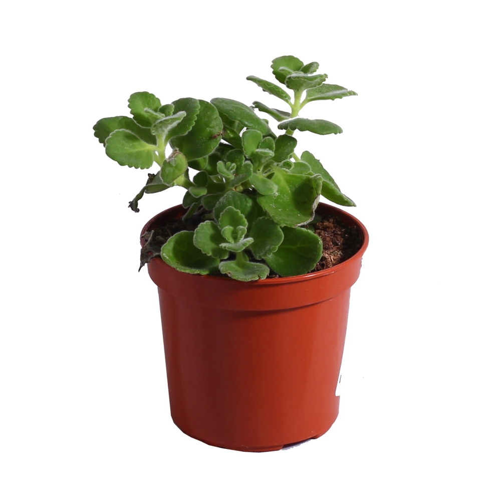 Bylinky - Rýmovník květináč 11cm