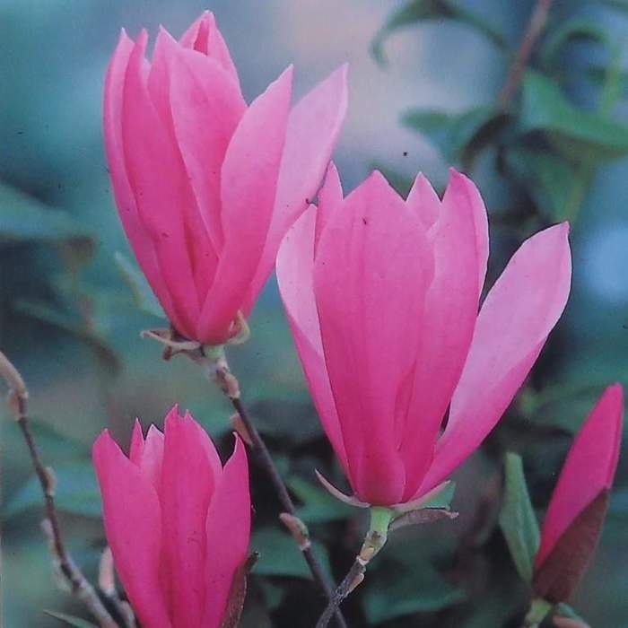 Magnolie - Šácholan Betty květináč 10 litrů