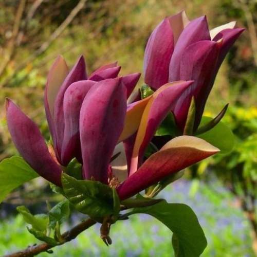 Rostliny - Šácholan 'Black Beauty' květináč 16,5 litru, výška 80/100cm, keř