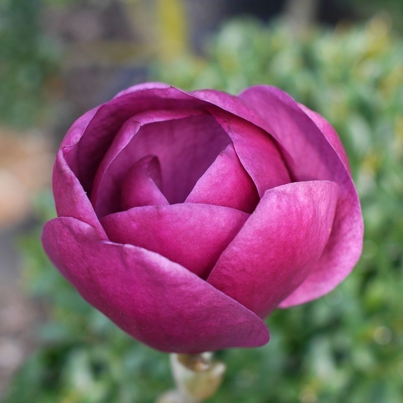 Magnolie - Šácholan Black Tulip výška 100/125cm, květináč 16,5 litru