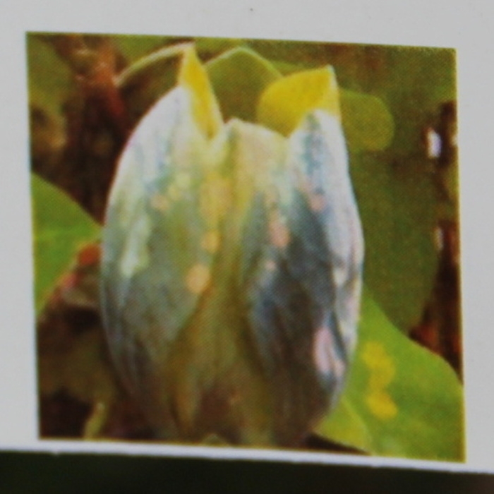 Magnolie - Šácholan Blue Opal výška 100/125cm, květináč 10 litrů