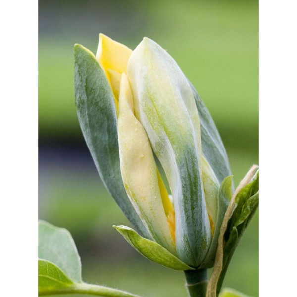 Rostliny - Šácholan 'Blue Opal' výška 60/80cm, 6 litrů