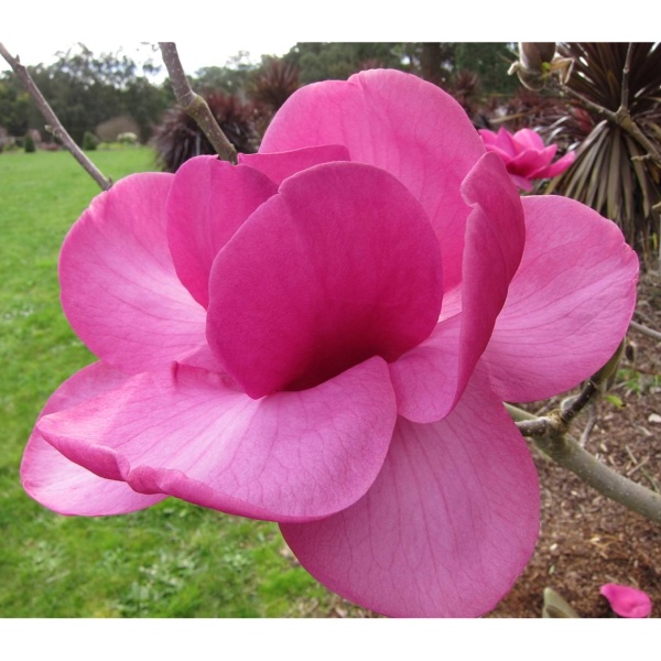 Magnolie - Šácholan 'Felix Jury' květináč 10 litrů, výška 100/125cm, keř