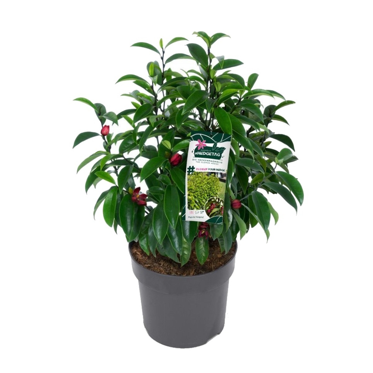Magnolie - Šácholan figo # Hedgetag květináč 3,4 litru