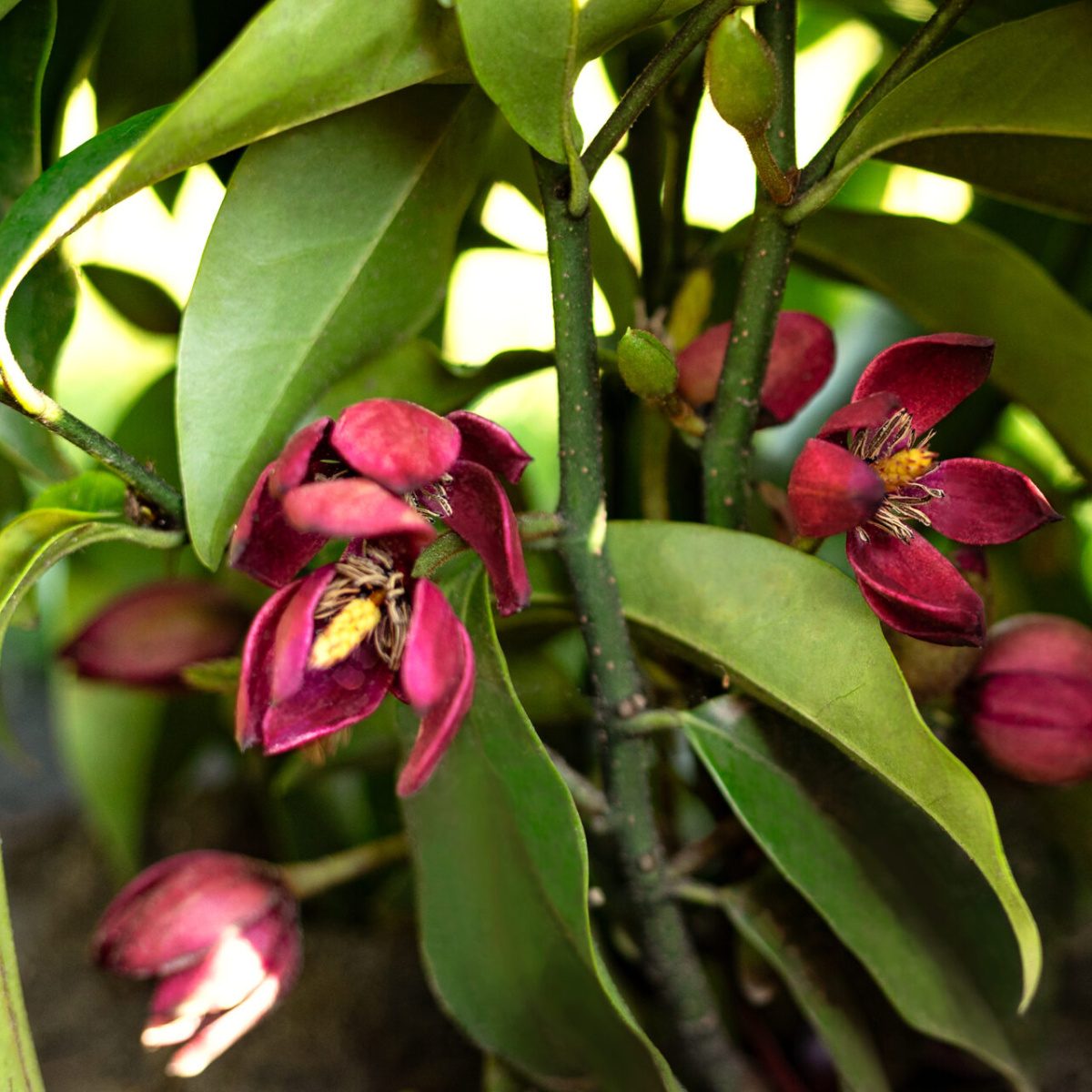 Šácholan figo # Hedgetag květináč 3,4 litru-0