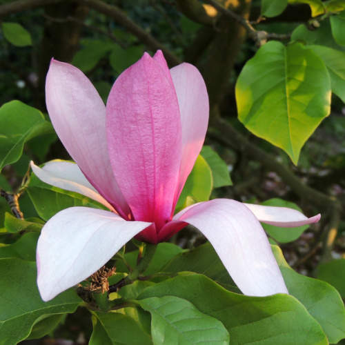 Rostliny - Šácholan Galaxy květináč 16,5 litru, výška 100/125cm, keř