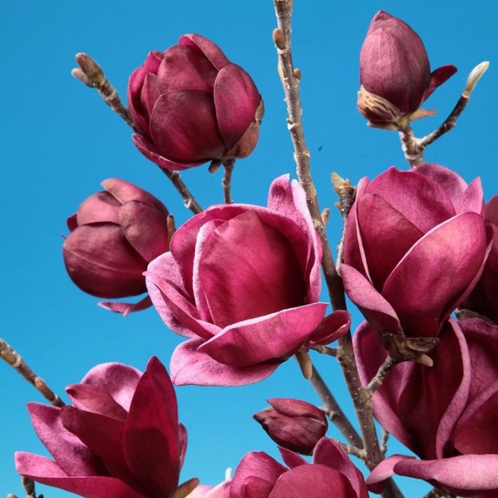 Listnaté stromky a stromy - Šácholan Genie kmínek 1/2, květináč 12 litrů