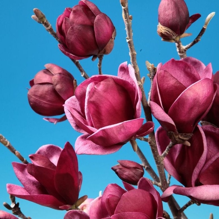 Magnolie - Šácholan 'Genie' kmínek 1/2, květináč 30 litrů