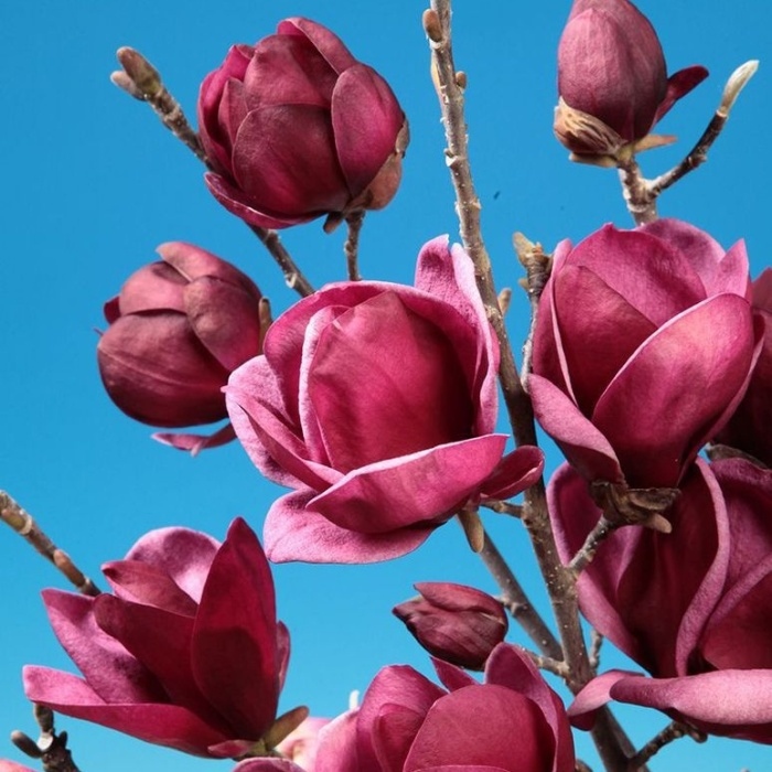 Listnaté stromky a stromy - Šácholan Genie knínek 1/2, obvod kmene 14/16cm, květináč 130cm