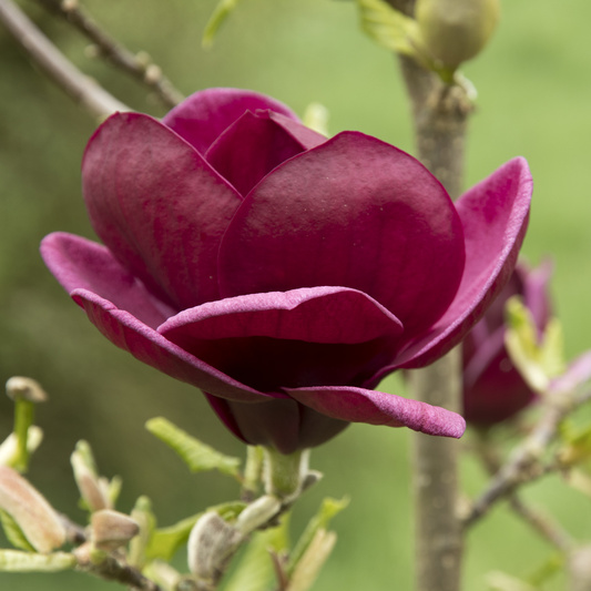 Magnolie - Šácholan Genie květináč 12 litrů, výška 125/150cm, keř