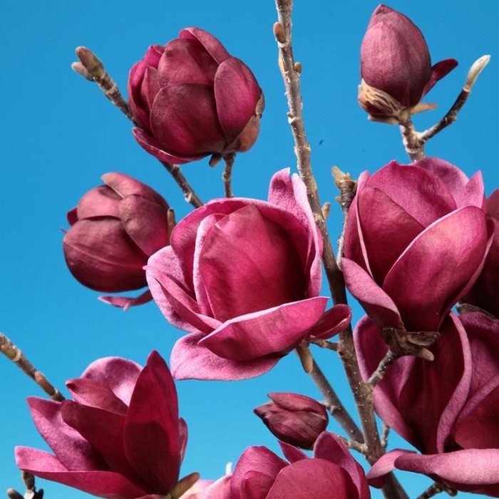 Listnaté stromky a stromy - Šácholan 'Genie' mini kmínek, květináč 9 litrů