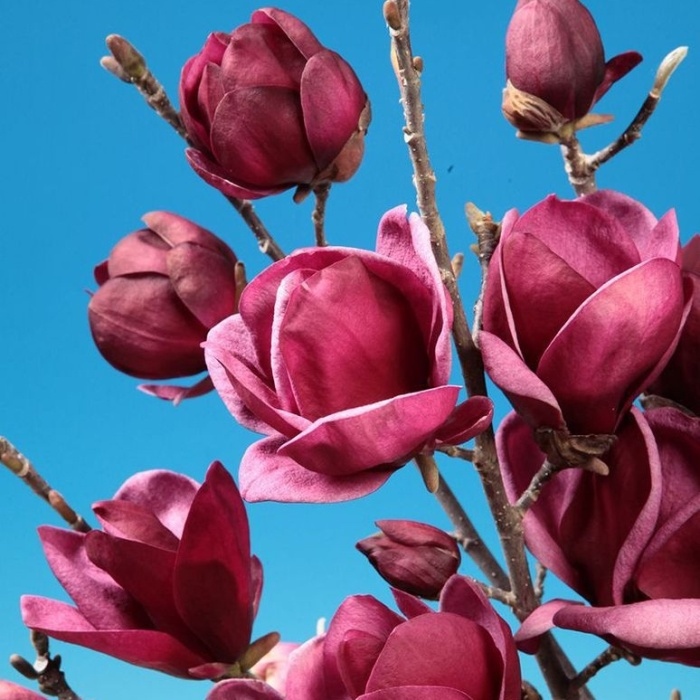 Rostliny - Šácholan 'Genie' výška 100/125cm, květináč 16,5 litru