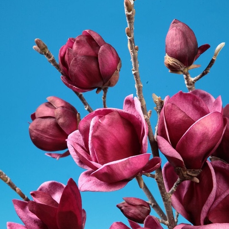 Magnolie - Šácholan Genie výška 125/150cm, květináč 30 litrů