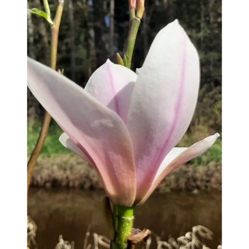 Listnaté stromky a stromy - Šácholan 'Heaven Scent' obvod 14/16, 90 litrů