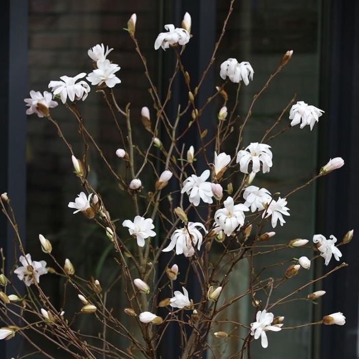 Magnolie - Šácholan hvězdnokvětý výška 125/150cm, květináč 35 litrů