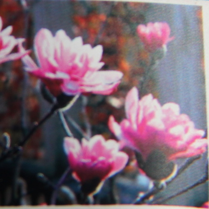 Listnaté stromky a stromy - Šácholan hvězdokvětý Chrysanthemumiflora kmínek 140cm