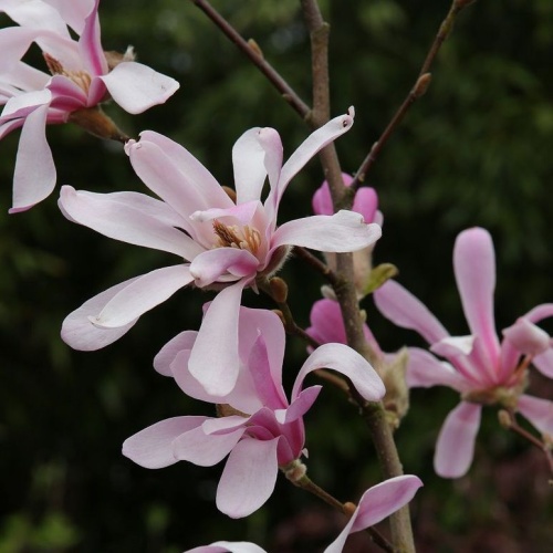 Magnolie - Šácholan hvězdokvětý 'George Henry Kern' 10 litrů