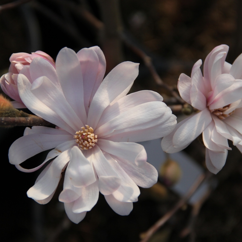 Rostliny - Šácholan hvězdokvětý květináč 10 litrů, výška 60/80cm, keř