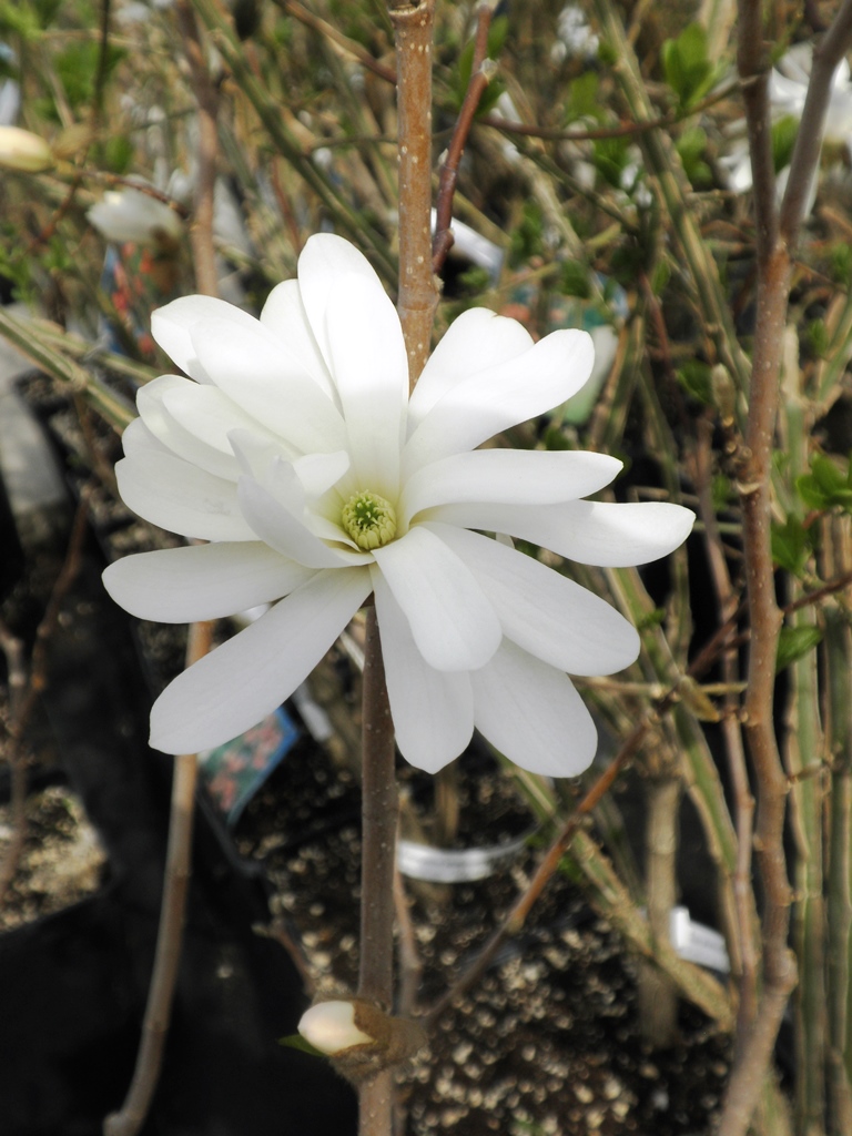 Šácholan hvězdokvětý květináč 2,5 litru, výška 30/40cm, keř-0