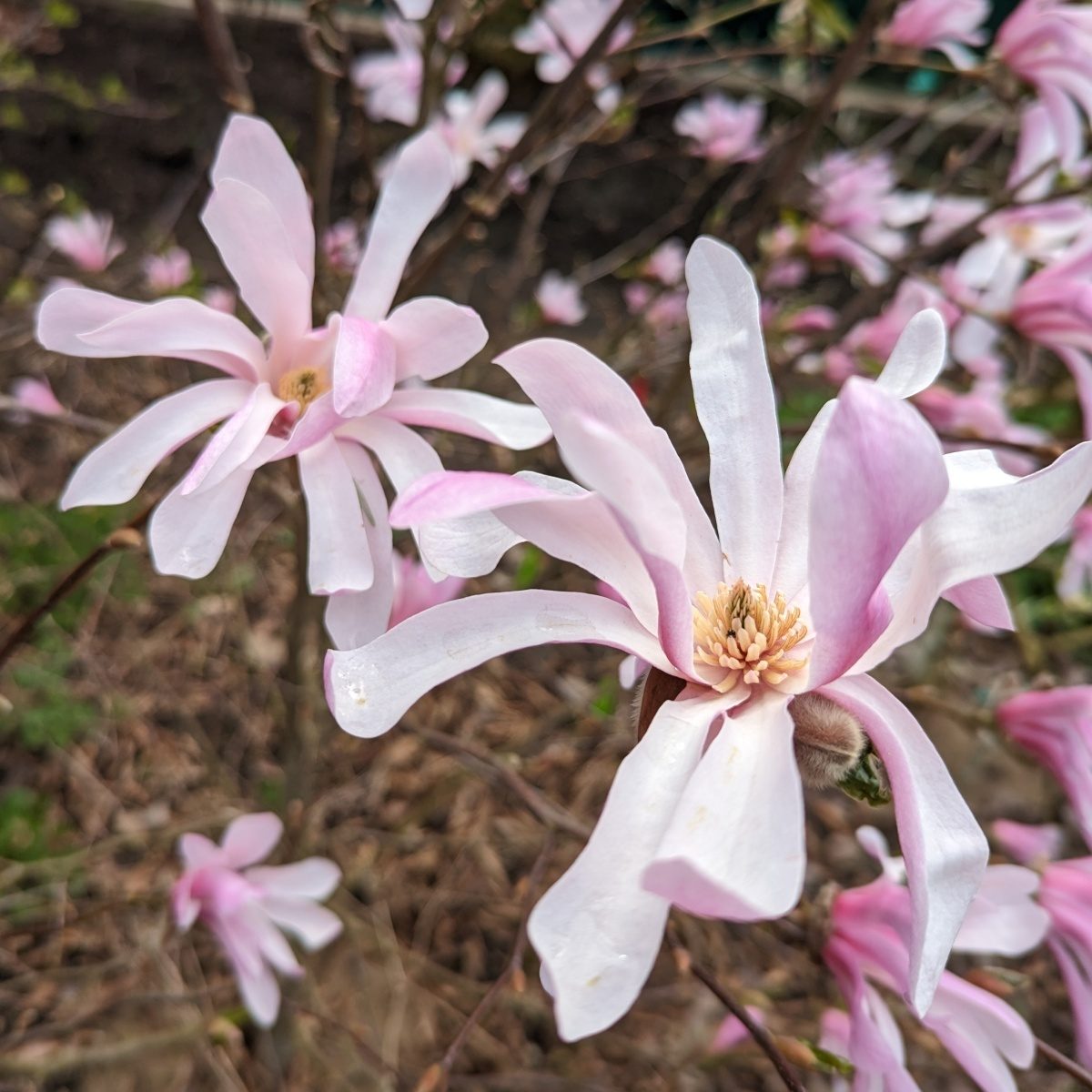 Magnolie - Šácholan hvězdokvětý Rosea květináč 2,5 litru, výška 40/50cm, keř
