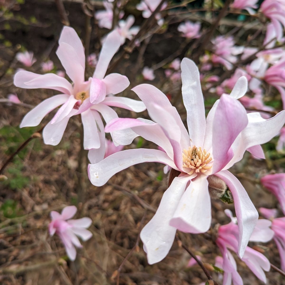 Magnolie - Šácholan hvězdokvětý Rosea květináč 55 litrů