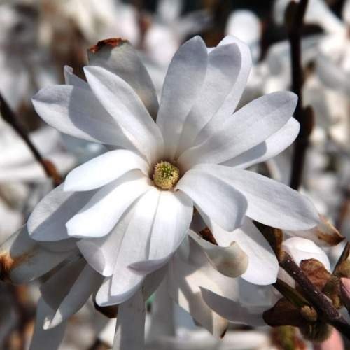 Magnolie - Šácholan hvězdokvětý 'Rosea' výška 100/125cm, 18 litrů