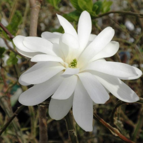 Magnolie - Šácholan hvězdokvětý výška 100/125cm, 18 litrů