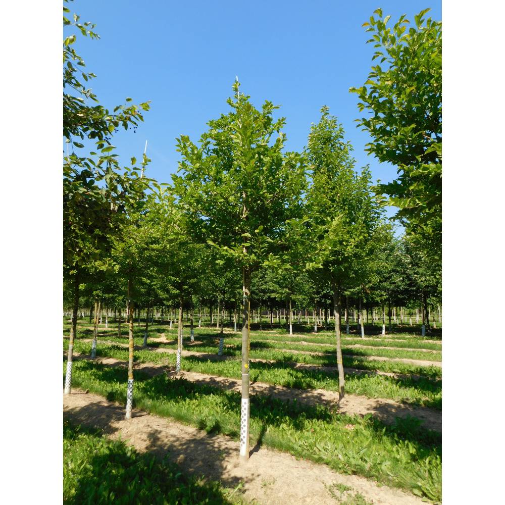 Soliterní stromy - Šácholan japonský výška kmene 225cm, zemní bal