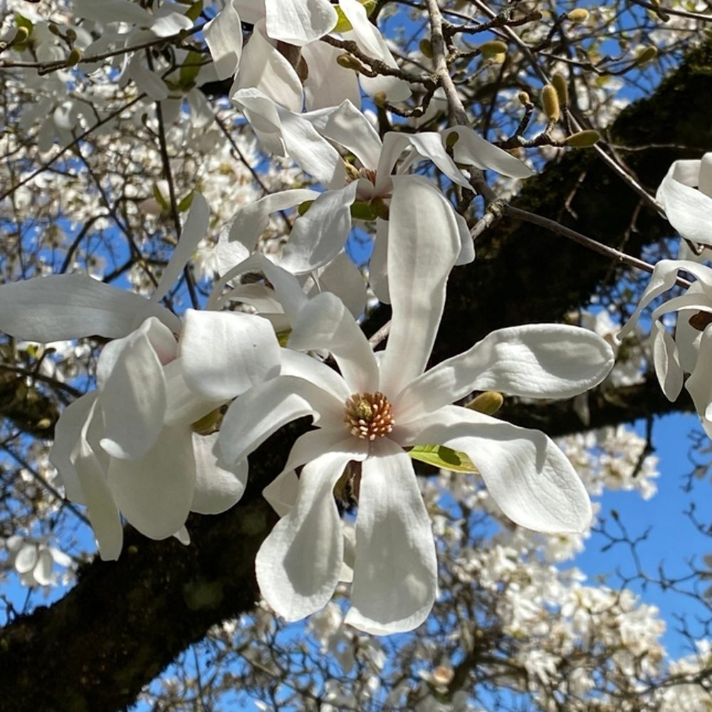 Šácholan japonský výška kmene 225cm, zemní bal-0