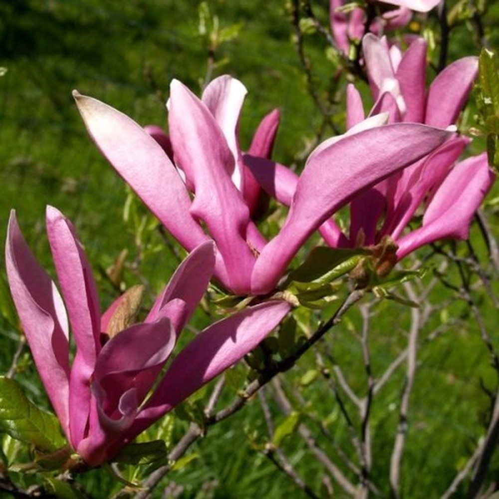 Magnolie - Šácholan liliokvětý Nigra výška 300/350cm, květináč 180 litrů