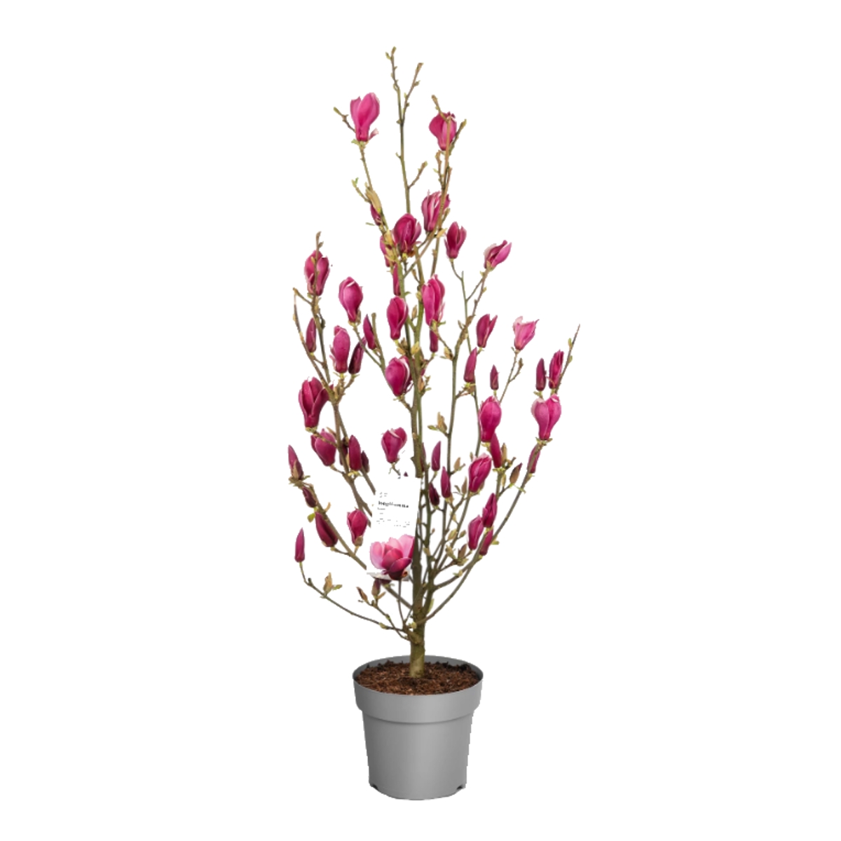 Magnolie - Šácholan Longblomma výška 175/200cm, květináč 20 litrů