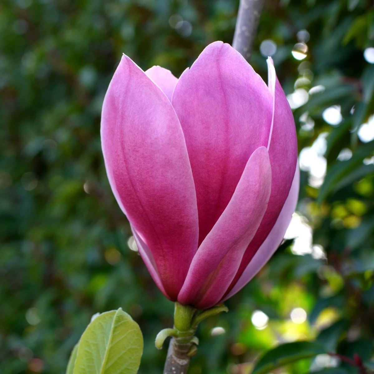 Šácholan Longblomma výška 175/200cm, květináč 20 litrů-0