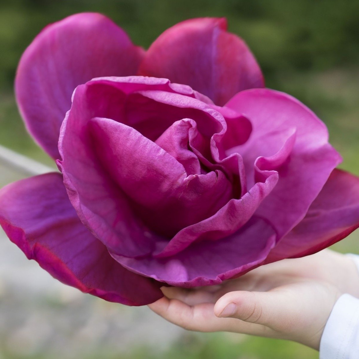 Magnolie - Šácholan Meganolia® květináč 6 litrů, výška 60/80cm, keř