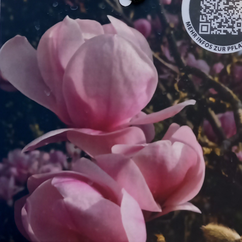 Magnolie - Šácholan obnažený Festirose výška 100/125cm, květináč 9 litrů