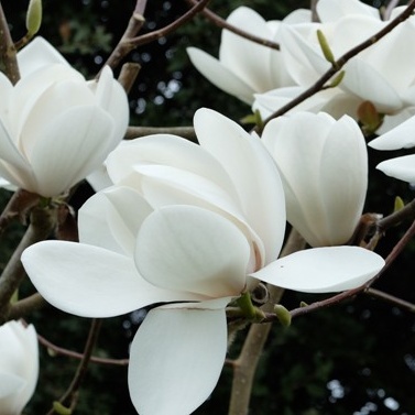 Rostliny - Šácholan obnažený Yulan květináč 18 litrů, výška 100/125cm, keř