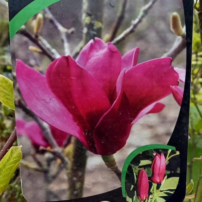 Rostliny - Šácholan Pink Pyramid výška 100/125cm, květináč 10 litrů