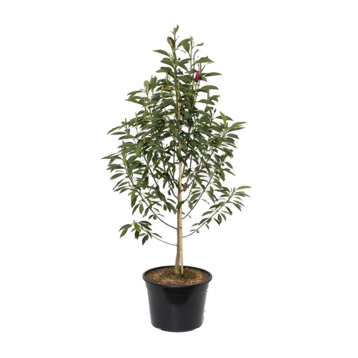 Šácholan Pink Pyramid výška 100/125cm, květináč 10 litrů-1