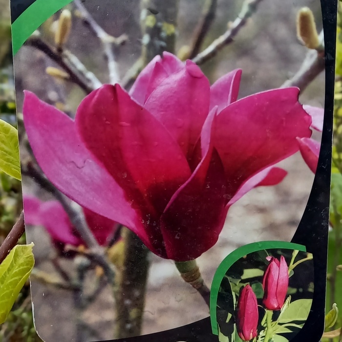 Magnolie - Šácholan 'Pink Pyramid' výška 150/175cm, květináč 45 litrů