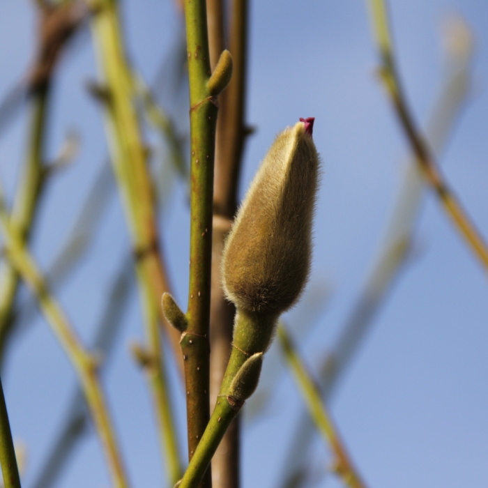 Šácholan 'Pink Pyramid' výška 150/175cm, květináč 45 litrů-0