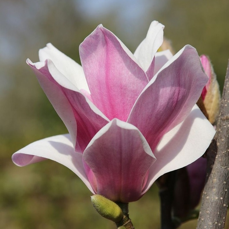 Rostliny - Šácholan 'Satisfaction' výška 50/60cm, květináč 5 litrů