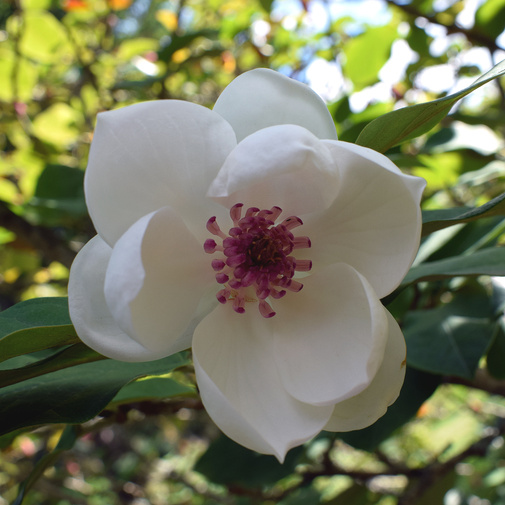 Rostliny - Šácholan Sieboldův květináč 30 litrů, výška 100/125cm, keř