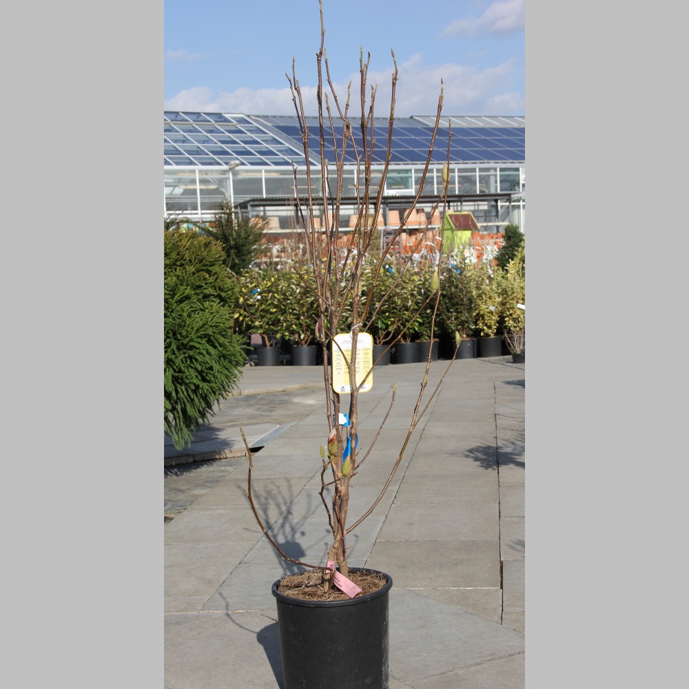 Šácholan Soulangeův květináč 10 litrů, výška 80/100cm, keř-0