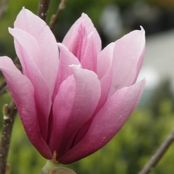 Magnolie - Šácholan Soulangeův květináč 2,5 litru, výška 30/40cm, keř