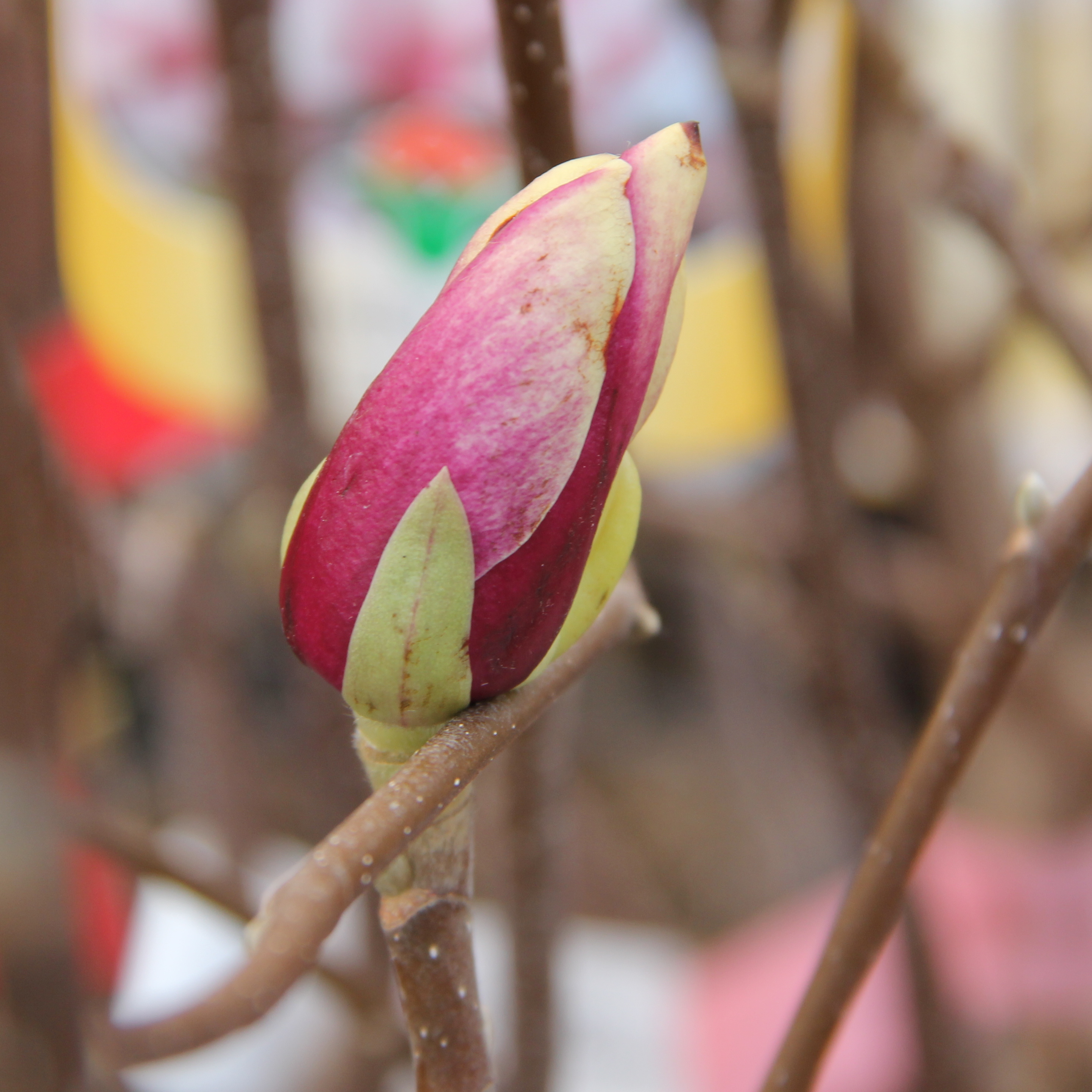 Šácholan Soulangeův květináč 2,5 litru, výška 30/40cm, keř-0